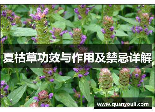 夏枯草功效与作用及禁忌详解