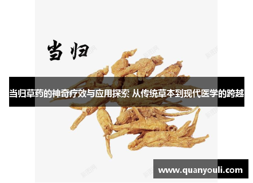 当归草药的神奇疗效与应用探索 从传统草本到现代医学的跨越